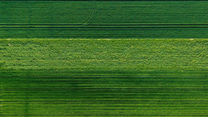 Aerial view of green agricultural fields with distinct rows.